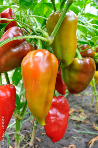 close-up of ripening peppers