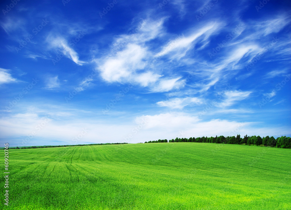 Fototapeta premium green field