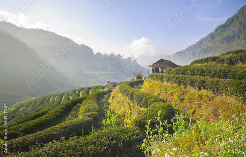 Tea plantation in Doi Ang Khang, Chiang Mai, Thailand