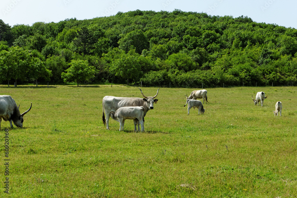 Obraz premium Hungarian grey cattle