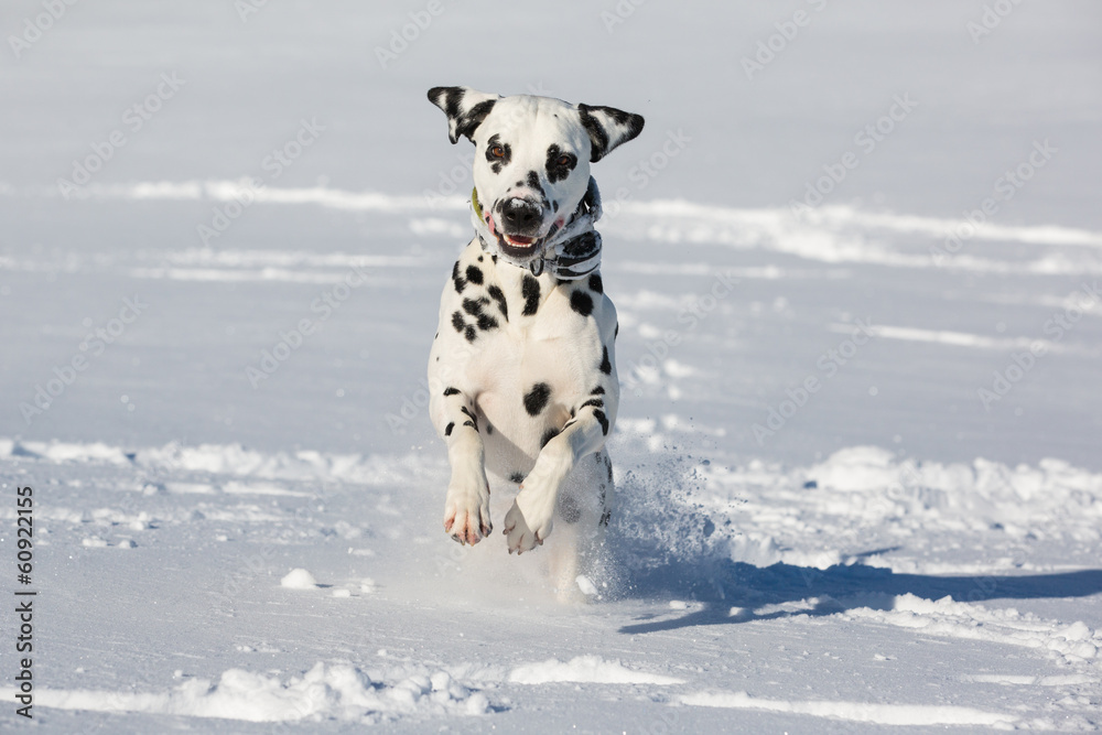 Dalmatian dog running and jumping in snow