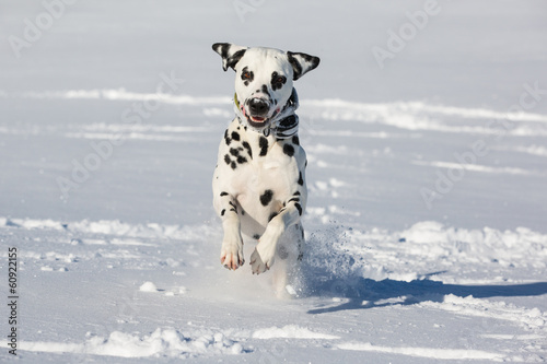 Obraz na płótnie Dalmatian dog running and jumping in snow w salonie