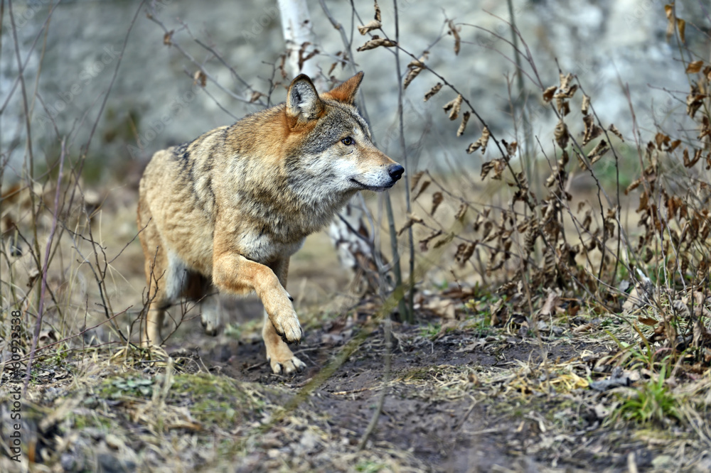 Gray Wolf in the woods