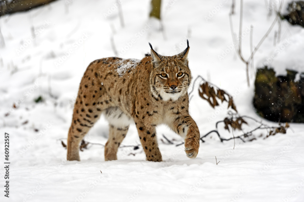 Fototapeta premium winter Lynx