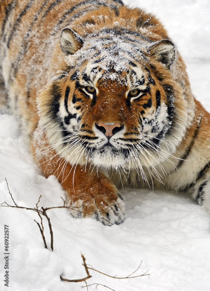 Obraz premium Amur Tiger