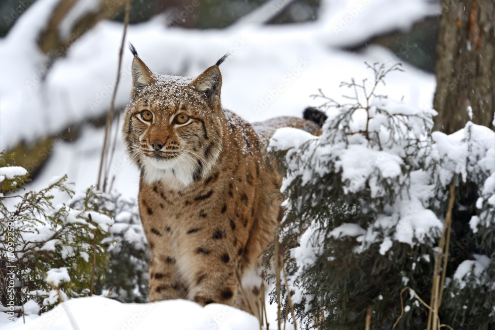 Fototapeta premium Winter Lynx