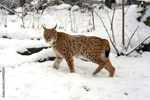 Winter Lynx