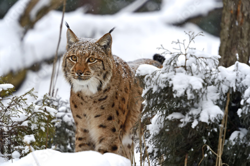 Winter Lynx © kyslynskyy