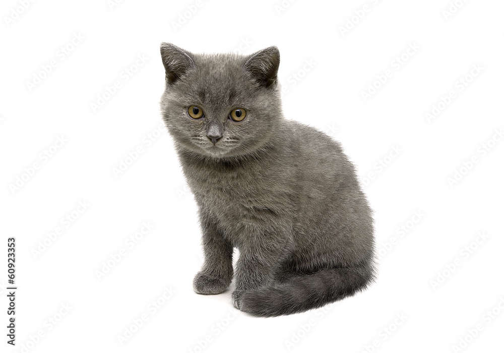 Scottish Straight breed kitten on white background