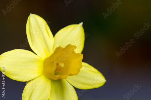 Fototapeta Naklejka Na Ścianę i Meble -  yellow daffodil
