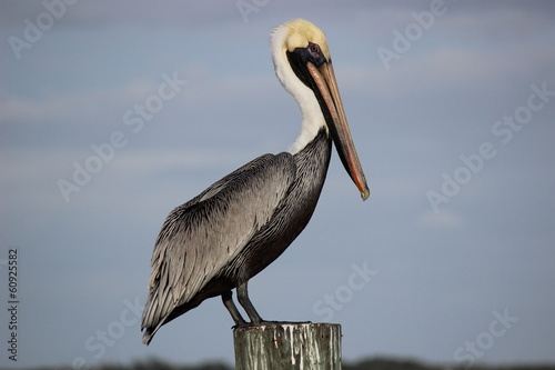 Pelican's Profile