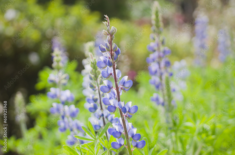 Obraz premium Lavender blooming in the North of Thailand