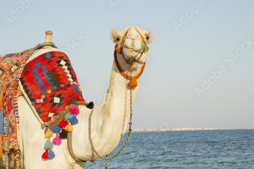 Leinwand Poster camel on the sunny seaside