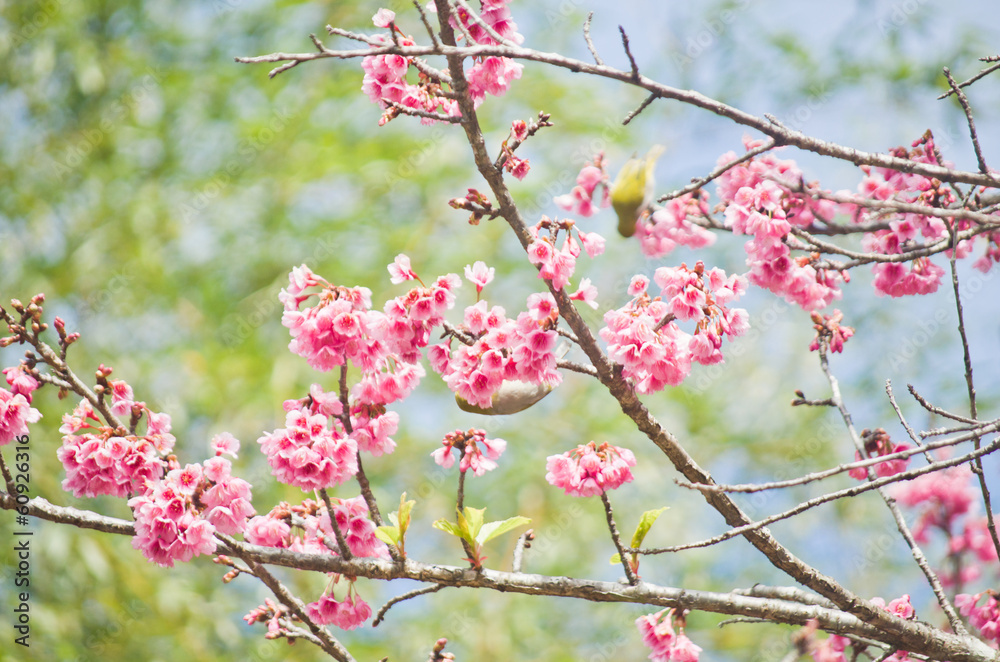 white-eye Bird on Cherry Blossom and sakura white-eye Bird on Cherry Blossom and sakura