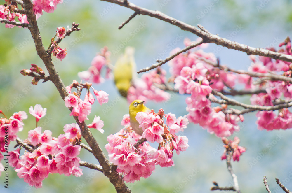 white-eye Bird on Cherry Blossom and sakura white-eye Bird on Cherry Blossom and sakura