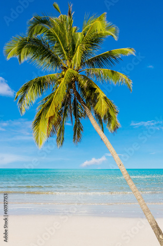 Fototapeta Naklejka Na Ścianę i Meble -  Coconut beach on daylight