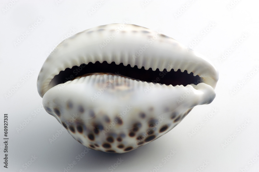 Porcelaine Porcelaine