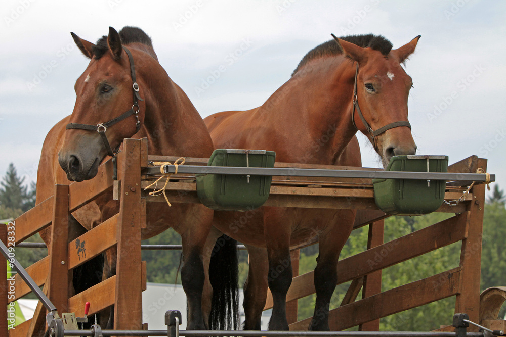 Obraz premium Kaltblüter treiben eine Säge an