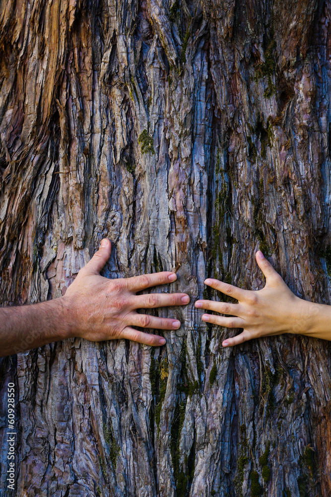 Men's and woman's hands hugging a tree