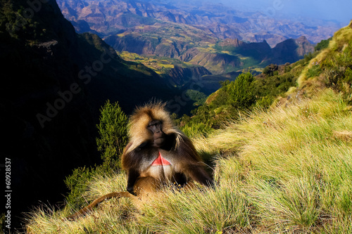Gelada baboon sitting on top of the cliff in Simiens