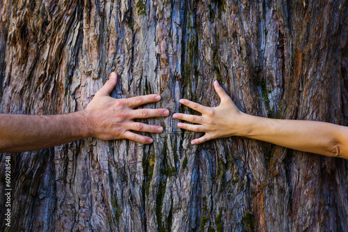 Men's and woman's hands hugging a tree #60928548