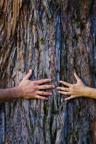 Obraz na płótnie Men's and woman's hands hugging a tree w salonie