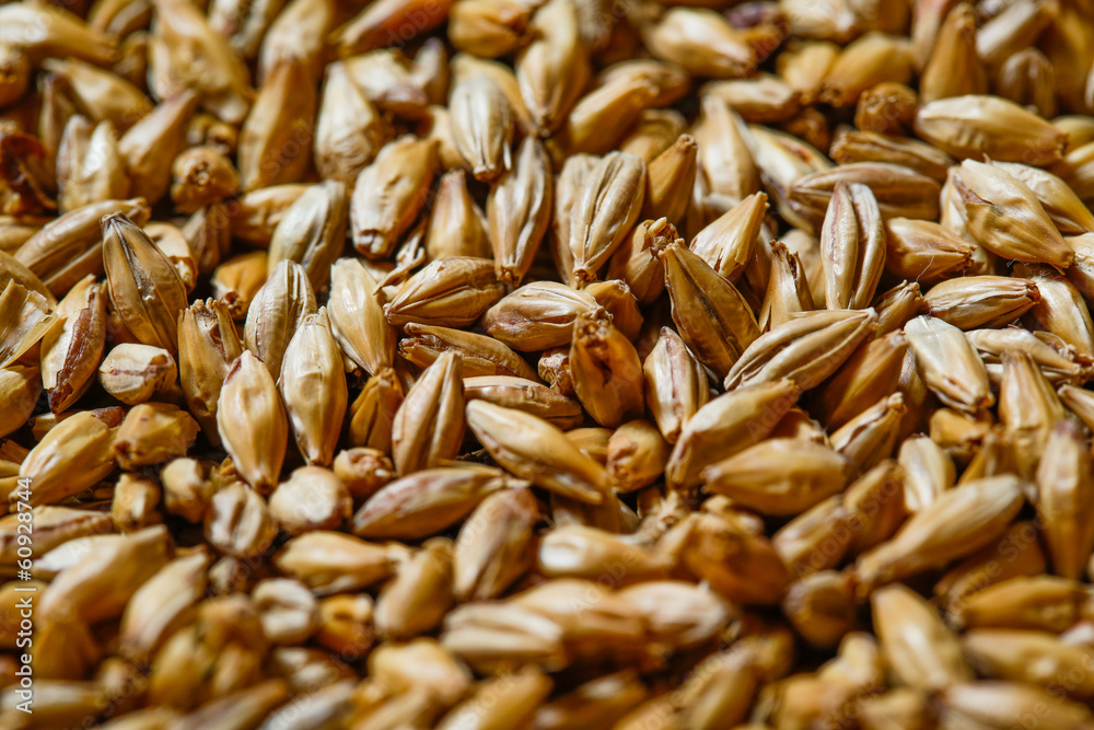 Close up of barley seeds for beer production