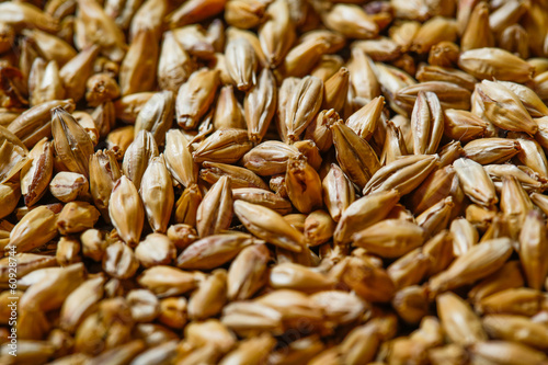 Obraz na płótnie Close up of barley seeds for beer production w salonie