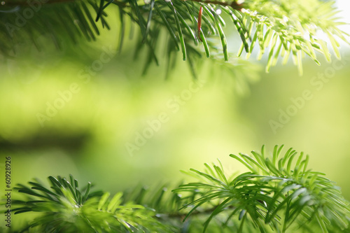 Fir tree branch close-up.