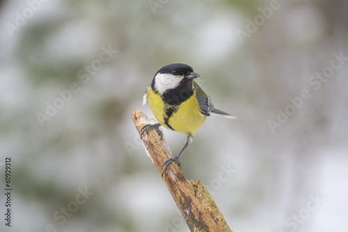 Tit - Parus major