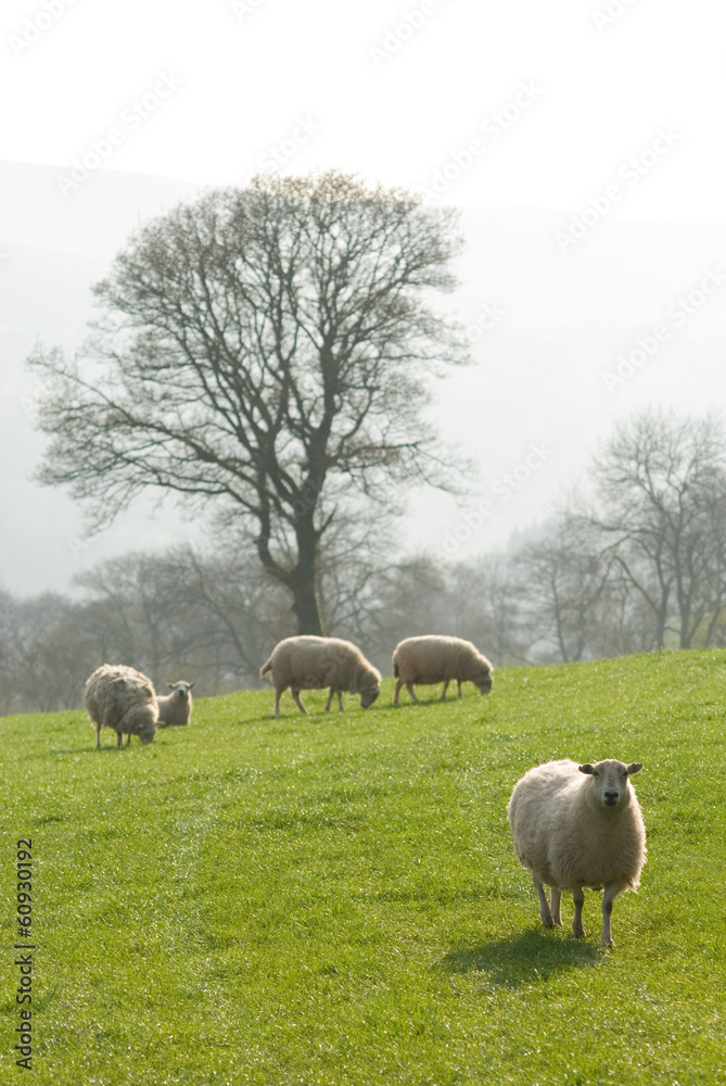 Fototapeta premium Healthy sheep and livestock, Idyllic Rural, UK