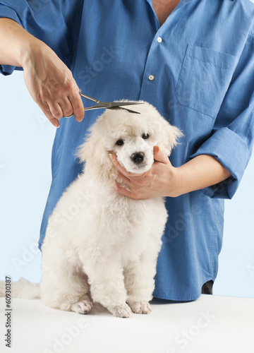 Fototapeta Naklejka Na Ścianę i Meble -  Poodle grooming at the salon for dogs