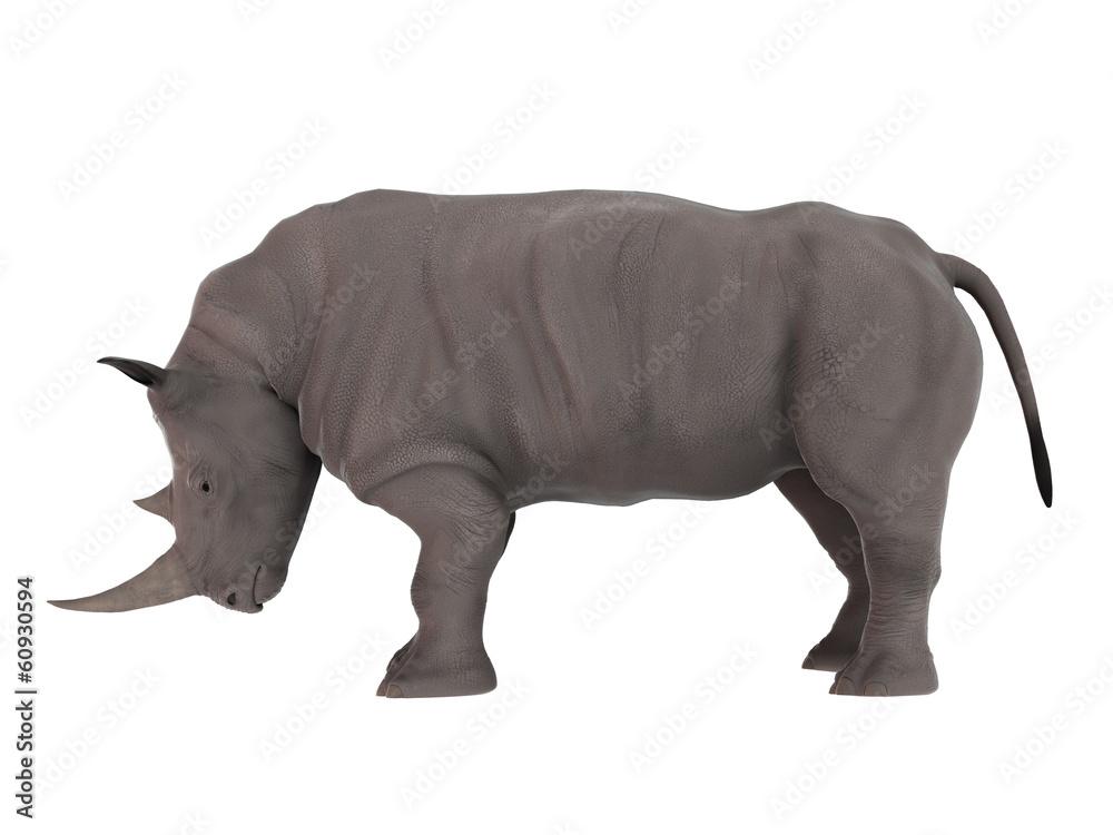 Obraz premium サイ