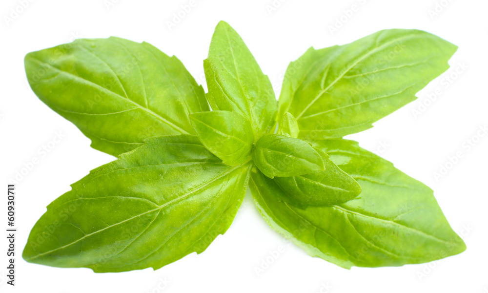 Green fresh basil, isolated on white Green fresh basil, isolated on white