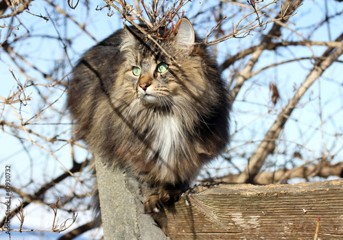 Katzen klettern gerne