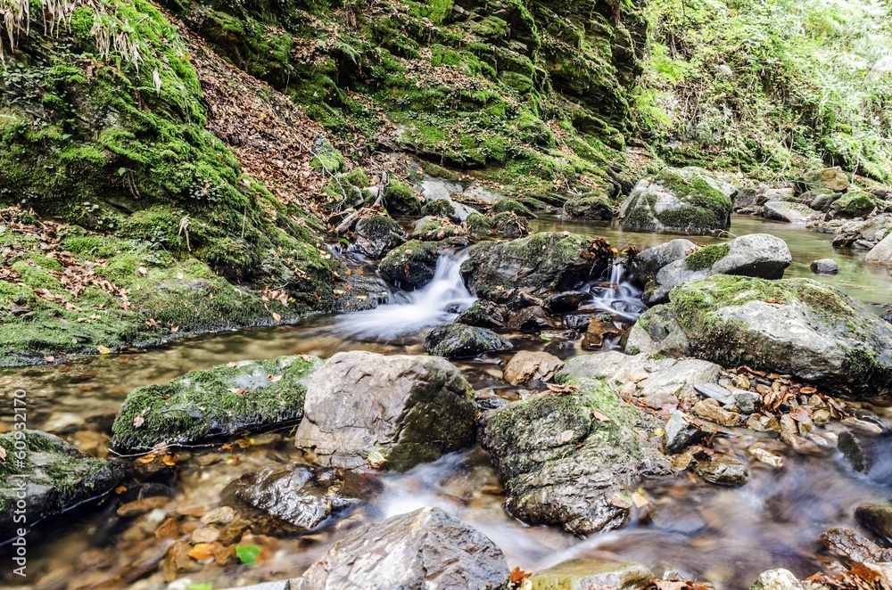 Spring in the forest
