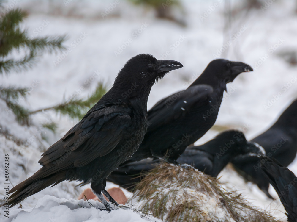 Raven Raven
