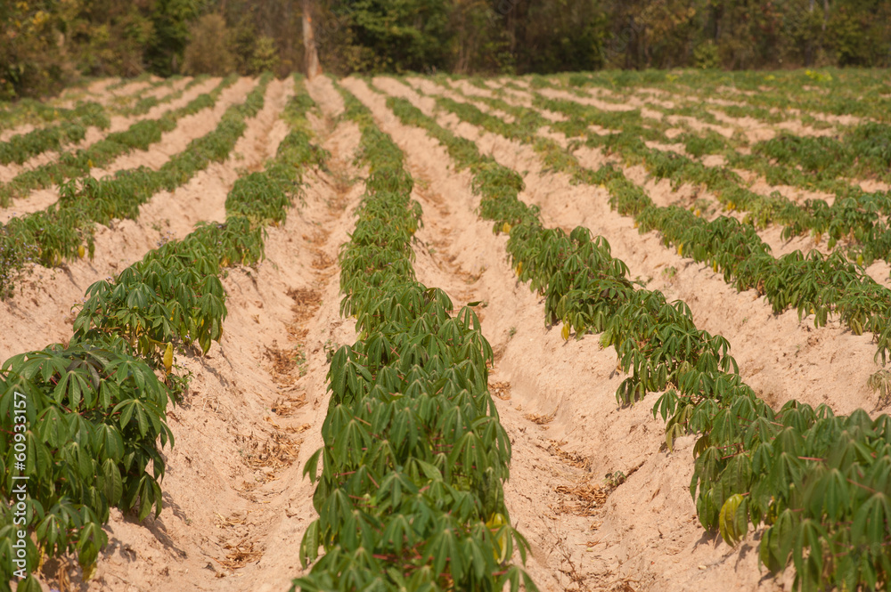 Cassava growers.