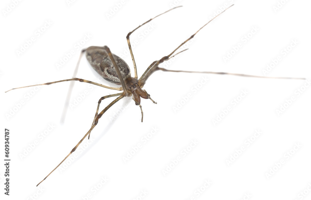 Tetragnatha spider isolated on white background Tetragnatha spider isolated on white background