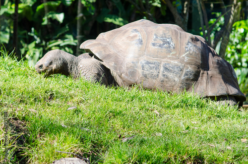 Galapagos giant tortoise on green grass