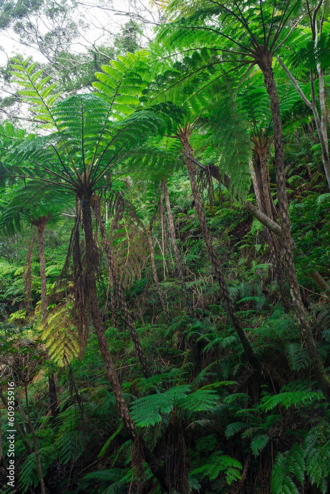 Fototapeta premium ヒカゲヘゴ