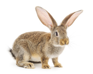 Rabbit