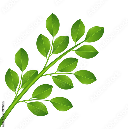plant with green leaves