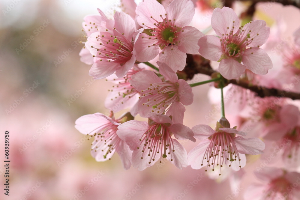 Obraz premium close up detail pink sakura