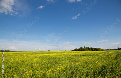 Landscape meadow with yellow flowers