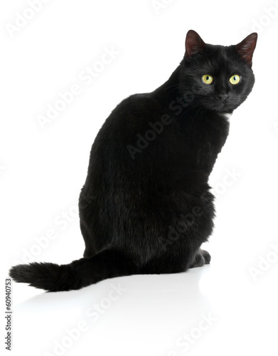 Canvas Print Black cat