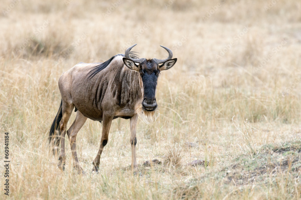 Fototapeta premium Wildebeest