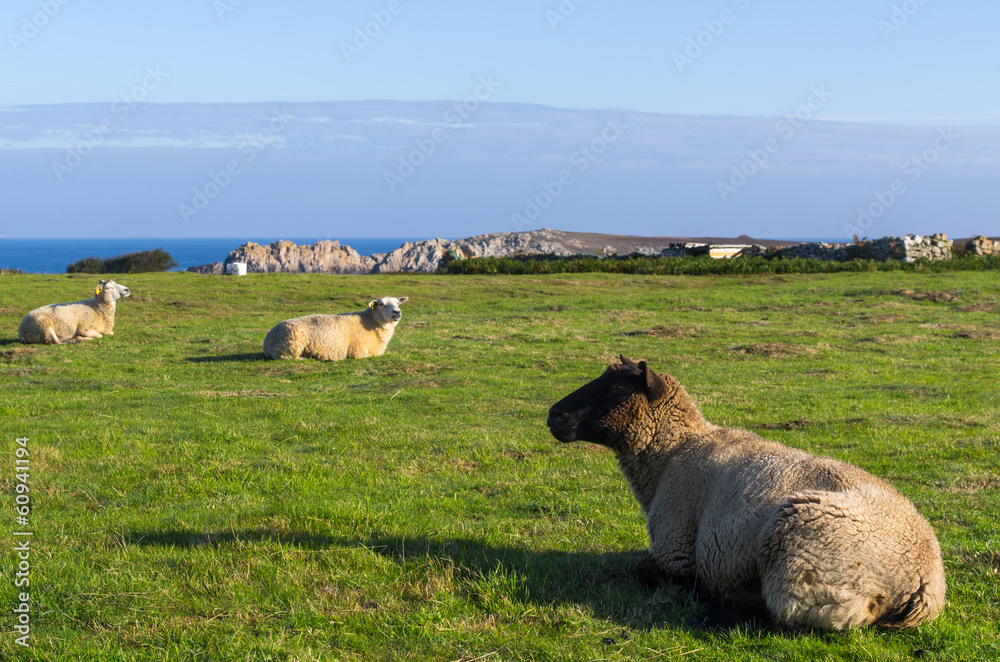 Naklejka premium Moutons de Ouessant