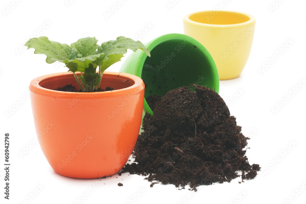 one plant in yellow cup and cup with ground. one plant in yellow cup and cup with ground.