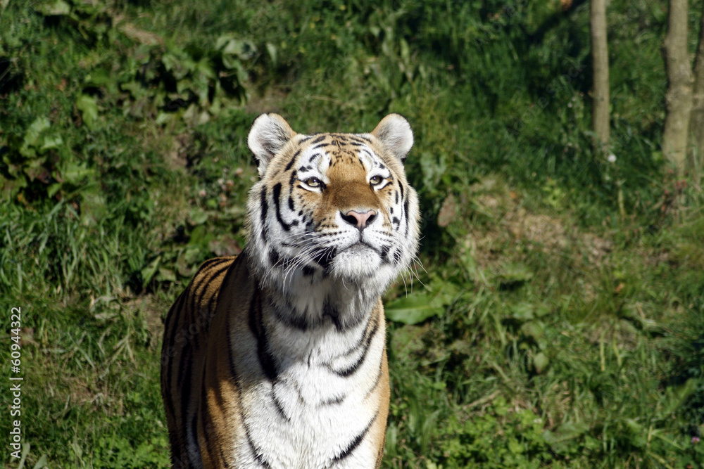 Obraz premium Siberian tiger